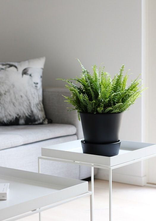 cây cảnh đẹp, cây cảnh để bàn, ô nhiễm không khí